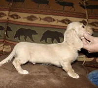 Gideon, a male Miniature Dachshund for sale in Lovely, KY – Photo 6 of 9