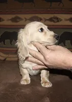 Gideon, a male Miniature Dachshund for sale in Lovely, KY – Photo 9 of 9