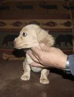 Gideon, a male Miniature Dachshund for sale in Lovely, KY – Photo 4 of 9