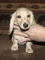 Gideon, a male Miniature Dachshund for sale in Lovely, KY – Photo 3 of 9