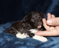 Paint, a male Poodle - Toy  for sale in Lovely, KY – 4 of 7