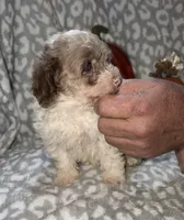 Maggie, a female Poodle - Miniature  for sale in Lovely, KY – 6 of 8