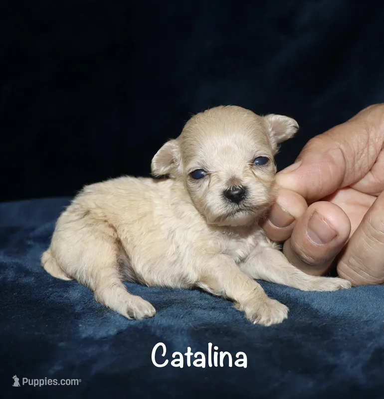 Catalina – Poodle - Toy  puppy for sale in Lovely, KY