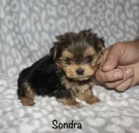 Tiny Sondra, a female Yorkshire Terrier for sale in Lovely, KY – 6 of 8