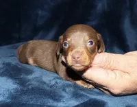Kaydon , a male Miniature Dachshund for sale in Lovely, KY – 3 of 6