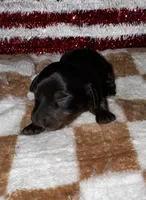 Kelly (longhaired), a female Miniature Dachshund for sale in Lovely, KY – 3 of 8