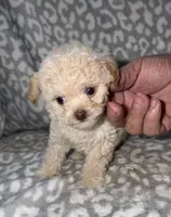 Casper tiny male 3.5 lbs, a male Poodle - Toy  for sale in Lovely, KY – 5 of 6