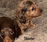 Skeeter (Long haired dapple), a male Miniature Dachshund for sale in Lovely, KY – 4 of 10