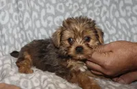 Solly - Merle male 1, a male Yorkshire Terrier for sale in Lovely, KY – 4 of 6