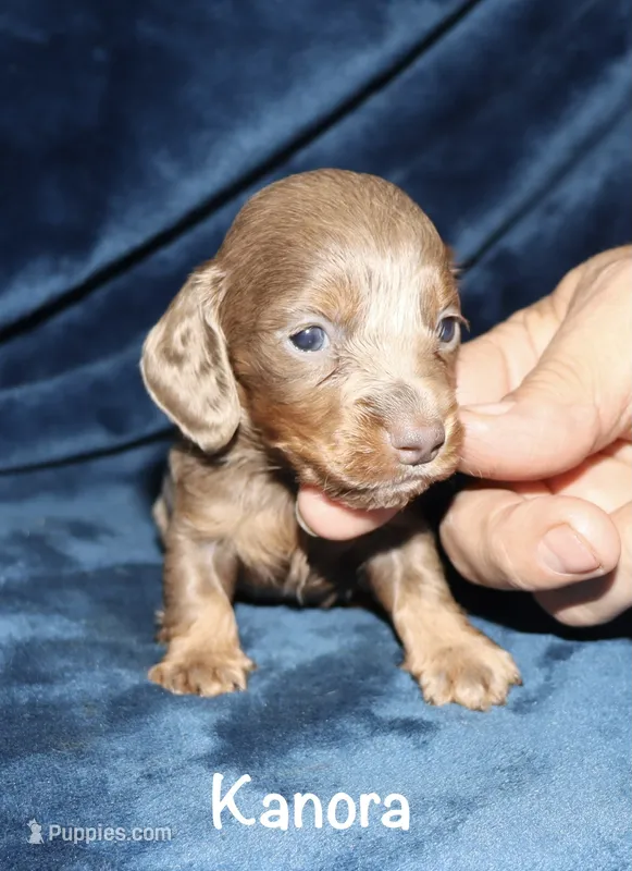 Kanora (longhaired) isabella – Miniature Dachshund puppy for sale in Lovely, KY