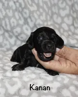 Kanan (Longhaired) solid black, a male Miniature Dachshund for sale in Lovely, KY – 6 of 7