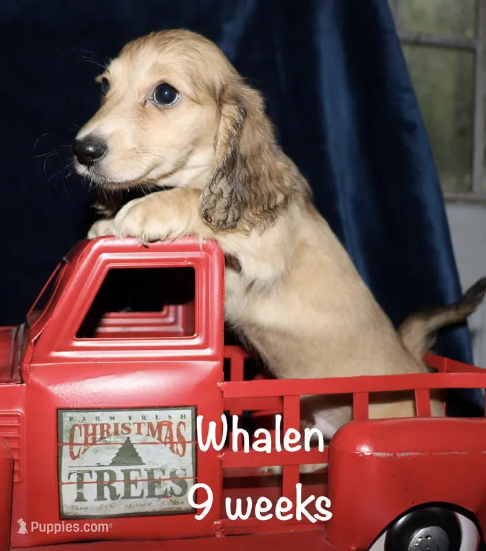 Whalen (Long haired) shaded cream – Miniature Dachshund puppy for sale in Lovely, KY