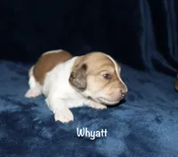 Whyatt, a male Miniature Dachshund for sale in Lovely, KY – Photo 4 of 8
