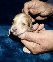 Whyatt, a male Miniature Dachshund for sale in Lovely, KY – Photo 6 of 8