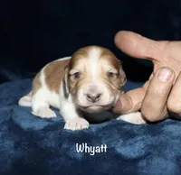 Whyatt, a male Miniature Dachshund for sale in Lovely, KY – Photo 2 of 8