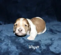 Whyatt, a male Miniature Dachshund for sale in Lovely, KY – Photo 5 of 8