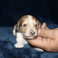 Whyatt, a male Miniature Dachshund for sale in Lovely, KY – Photo 3 of 8