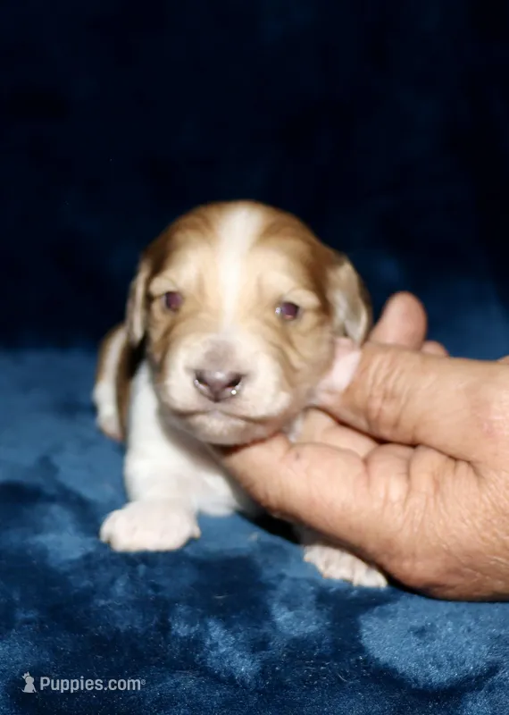 Whyatt, a male Miniature Dachshund for sale in Lovely, KY – Photo 1 of 8