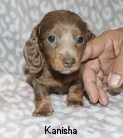Kanishka (longhaired) isabella, a female Miniature Dachshund for sale in Lovely, KY – 2 of 10