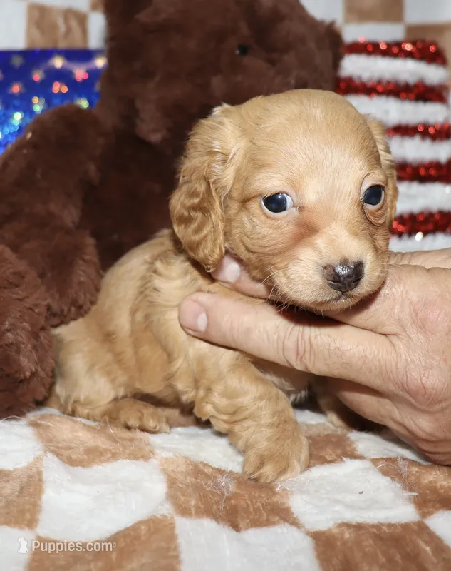 Gigi – Miniature Dachshund puppy for sale in Lovely, KY