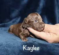 Kayne (LH), a male Miniature Dachshund for sale in Lovely, KY – 2 of 7