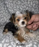  Solana - Parti factor, a female Yorkshire Terrier for sale in Lovely, KY – 4 of 6