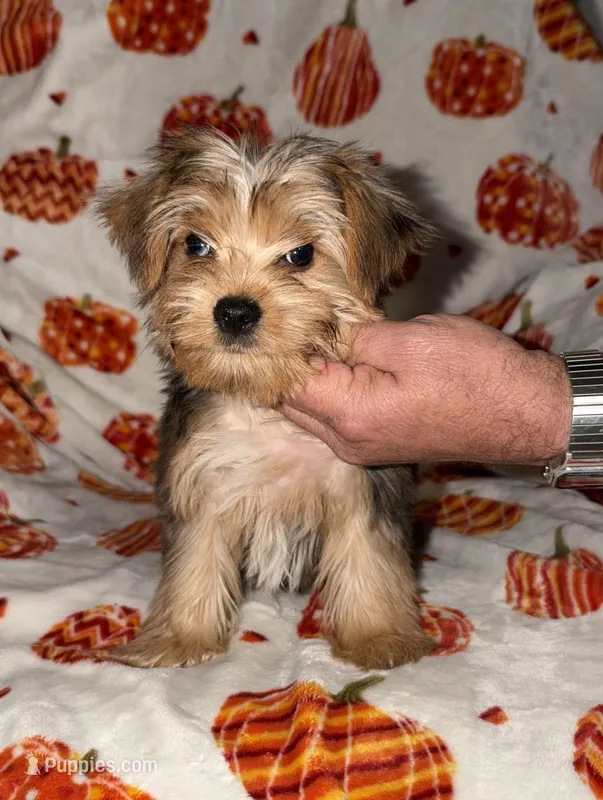 Solly - Merle male 1 – Yorkshire Terrier puppy for sale in Lovely, KY