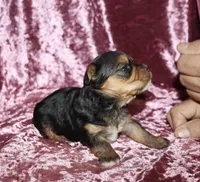 Aleena, a female Yorkshire Terrier for sale in Lovely, KY – 6 of 7