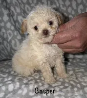 Casper tiny male 3.5 lbs, a male Poodle - Toy  for sale in Lovely, KY – 6 of 6