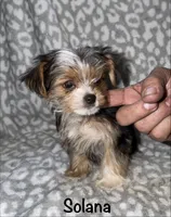  Solana - Parti factor, a female Yorkshire Terrier for sale in Lovely, KY – 6 of 6