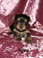 Alyssa, a female Yorkshire Terrier for sale in Lovely, KY – 6 of 6