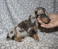 Coral- blue dapple, a female Miniature Dachshund for sale in Lovely, KY – 5 of 6