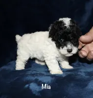 Tiny Mia, a female Poodle - Toy  for sale in Lovely, KY – Photo 5 of 6