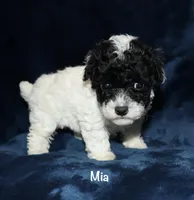 Tiny Mia, a female Poodle - Toy  for sale in Lovely, KY – Photo 2 of 6