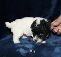 Tiny Mia, a female Poodle - Toy  for sale in Lovely, KY – Photo 4 of 6