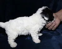 Tiny Mia, a female Poodle - Toy  for sale in Lovely, KY – Photo 6 of 6