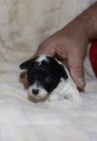 Mia, a female Poodle - Toy  for sale in Lovely, KY – Photo 4 of 6