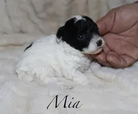Mia, a female Poodle - Toy  for sale in Lovely, KY – Photo 5 of 6