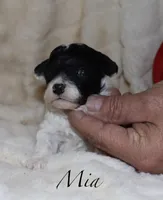 Mia, a female Poodle - Toy  for sale in Lovely, KY – Photo 6 of 6