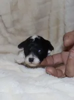 Mia, a female Poodle - Toy  for sale in Lovely, KY – Photo 2 of 6