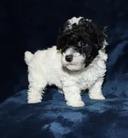 Tiny Mia, a female Poodle - Toy  for sale in Lovely, KY – Photo 1 of 6