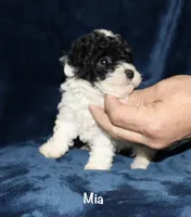 Tiny Mia, a female Poodle - Toy  for sale in Lovely, KY – Photo 3 of 6