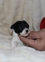 Mia, a female Poodle - Toy  for sale in Lovely, KY – Photo 3 of 6