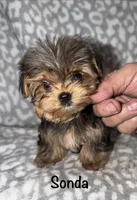 Tiny Sondra- 3 lbs full grown, a female Yorkshire Terrier for sale in Lovely, KY – 3 of 4