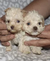 Donna, a female Poodle - Toy  for sale in Lovely, KY – 2 of 7