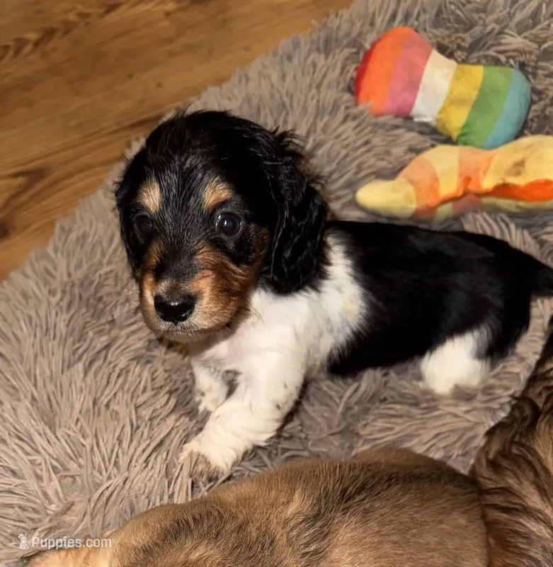 Wheeler (Long haired) – Miniature Dachshund puppy for sale in Lovely, KY