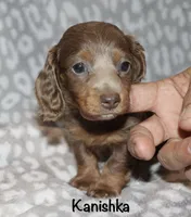 Kanishka (longhaired) isabella, a female Miniature Dachshund for sale in Lovely, KY – 1 of 10