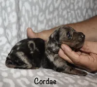 Cordae. (Long haired) dapple, a male Miniature Dachshund for sale in Lovely, KY – 7 of 7