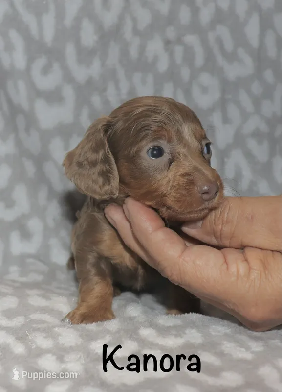 Kanora (longhaired) isabella – Miniature Dachshund puppy for sale in Lovely, KY