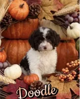 Doodle, a male Poodle - Toy  for sale in Lovely, KY – 2 of 2